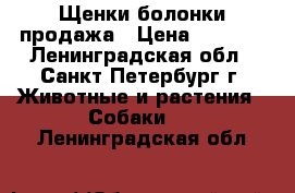 Щенки болонки продажа › Цена ­ 8 000 - Ленинградская обл., Санкт-Петербург г. Животные и растения » Собаки   . Ленинградская обл.